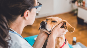 dog getting a wellness exam