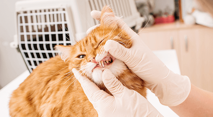 cat getting dental exam