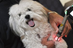 K-Laser-Canine-Treatment