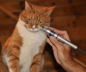 K-Laser-Feline-Treatment
