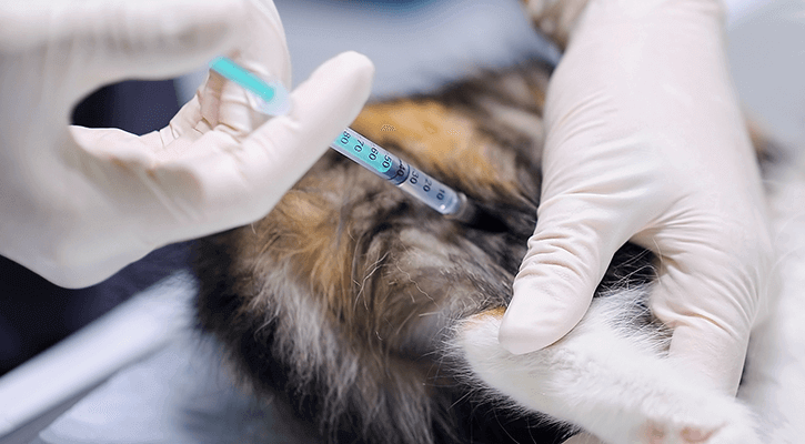 Pet Vaccinations Pet getting a vaccine