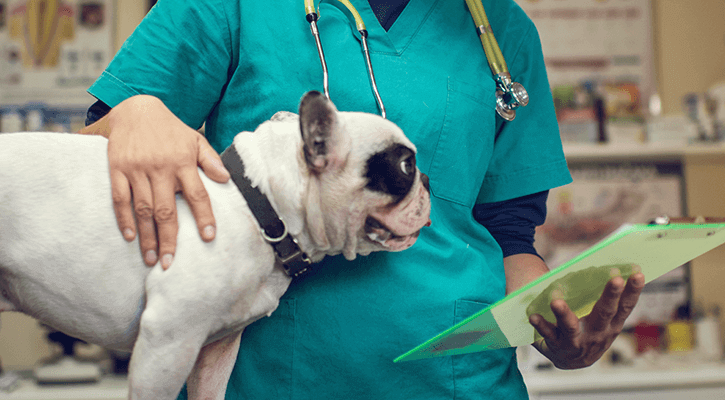 pet surgery Dog post surgery