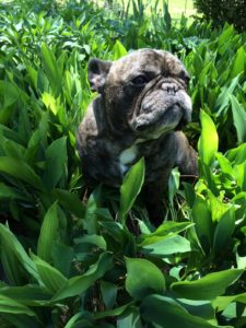 chaz-sunshine-grass-225x300-1 chaz-sunshine-grass-225x300-1