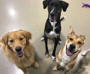 dogs-sitting
