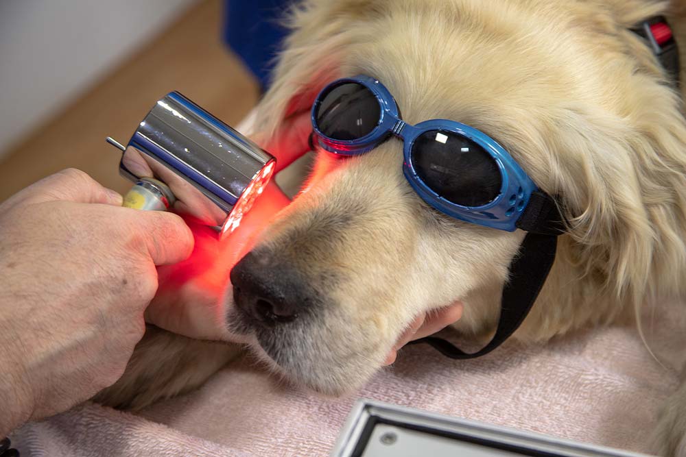 Pet laser therapy dog getting laser therapy