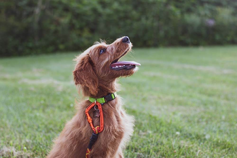 dog smiling