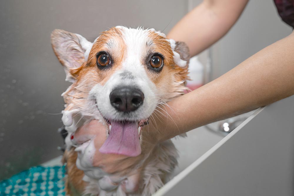 dog grooming dog getting a bath