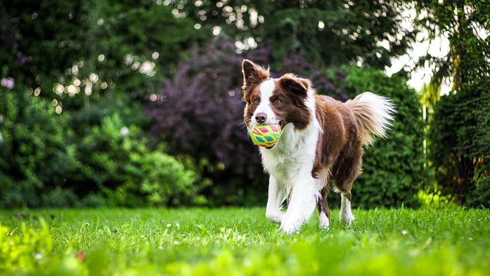 dog running with toy