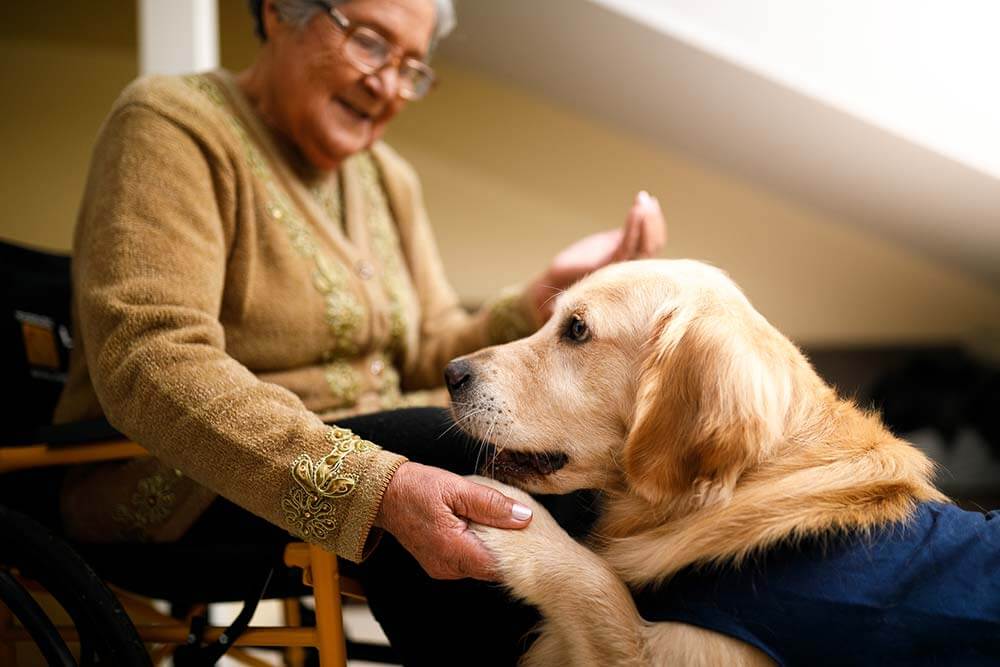 service-service-dog service-service-dog