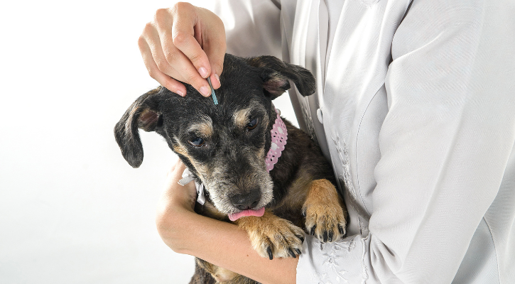 Dog Acupuncture