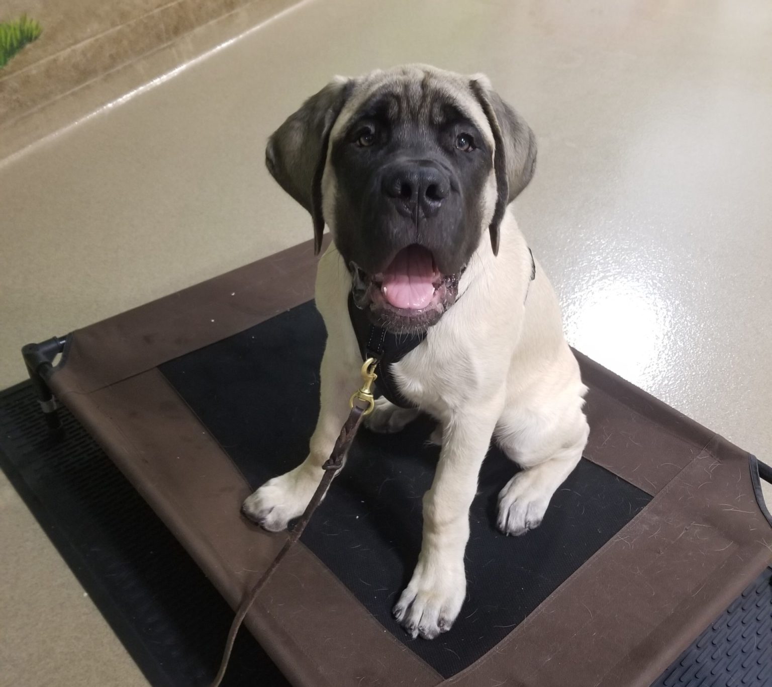 Puppy Training at Bigger Road Veterinary Clinic