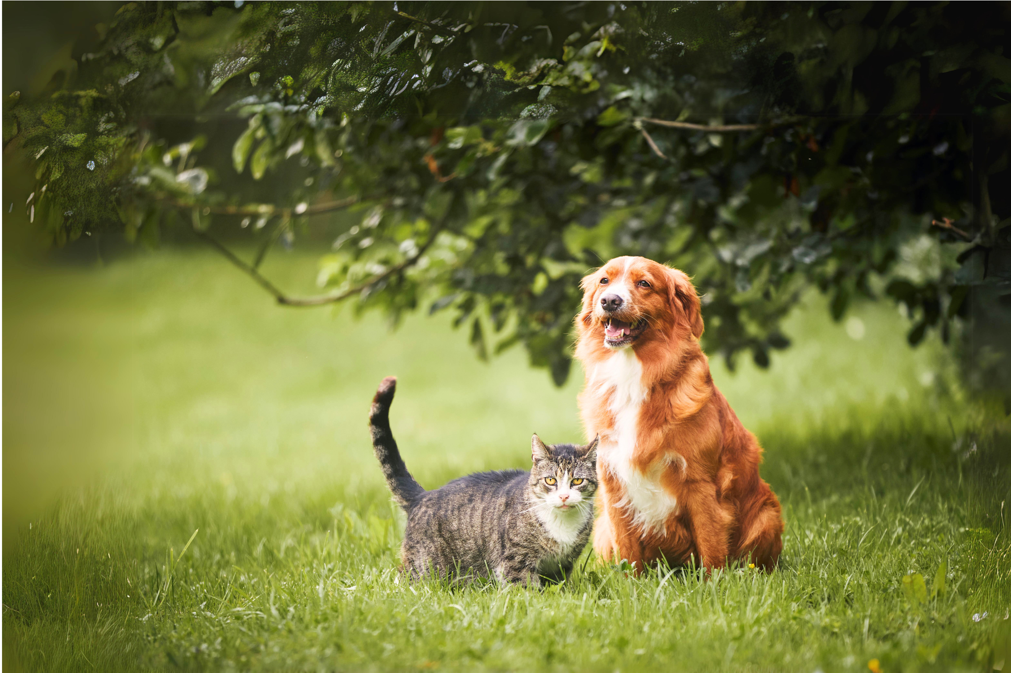 Dog & Cat in Grass